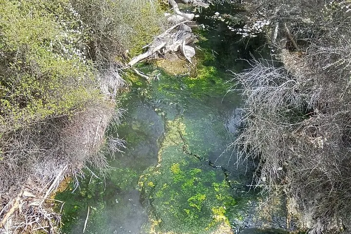 Arroyo geotérmico estrecho con manchas de algas verde brillante rodeado de ramas secas